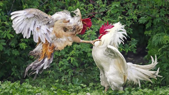 Ayam yang Lengkap